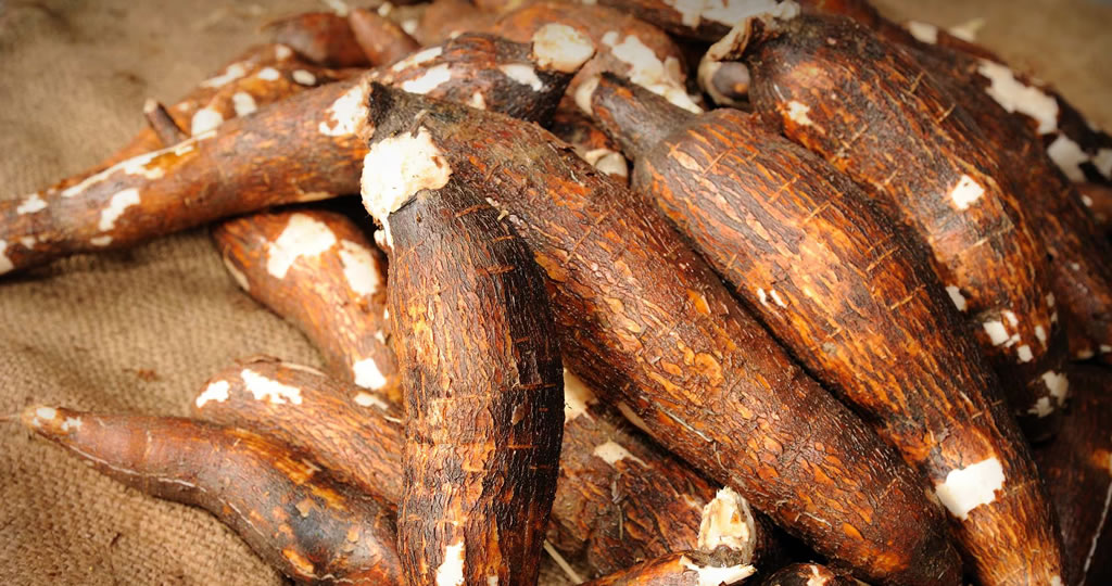 Cassava centre pushes for 10% inclusion in flour policy